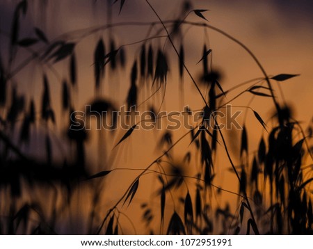 Similar – Image, Stock Photo Summer evening in the Camargue III