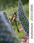 View of a New Holland honeyeater eating from a Echium candicans on Great Ocean road in Victoria, Australia