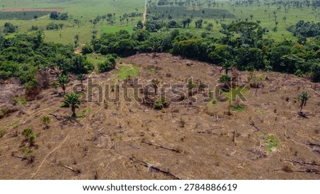 View of a newly formed agricultural plot where the undergrowth is cleared to give way to cultivated grass for cattle ranching. Recorded in Apui, Amazonas, Brazil.