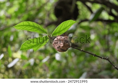 View of a newly opened Mantis egg capsule with the new born mantis insect on the surface and few predator weaver ants attacking on them