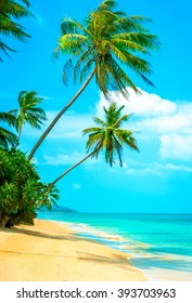 View of nice tropical beach with palms around