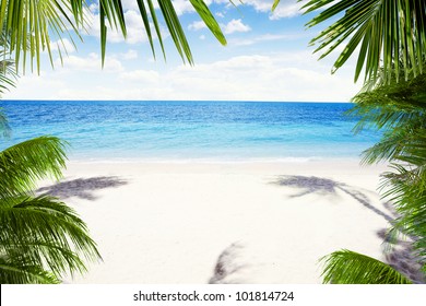 View Of Nice Tropical  Beach  With Some Palms Around