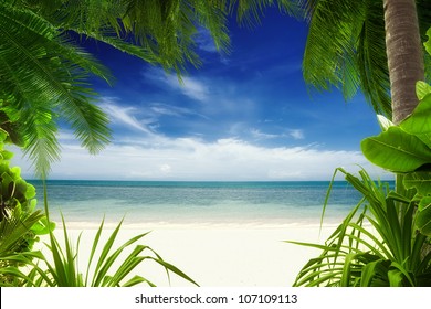 View Of Nice Tropical  Beach  With Some Palms Around