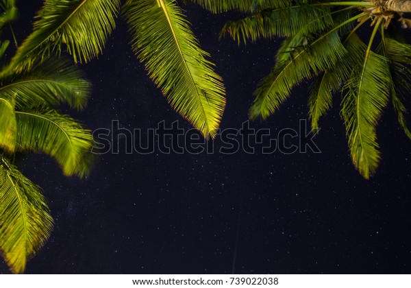 view of night sky and\
palms