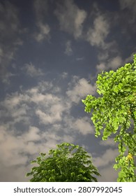 The view of the night sky, with scattered clouds above the green trees, creates a peaceful and natural atmosphere. The light around the trees provides a beautiful contrast to the night sky.