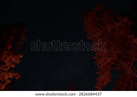 view of the night sky though some trees