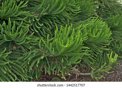 View Of Norfolk Island Pine (Araucaria Heterophylla) Branches