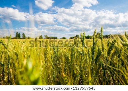 A view of nthe country agricultural field with a forest in the background on a sunny summer day, close-up, Latvia
