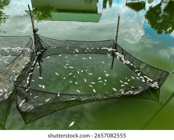 view of numerous dead fish floating inside aquaculture net cages in a green water pond. Depicts a mass fish die-off, potentially caused by water pollution, poor water quality.