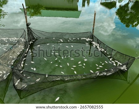 view of numerous dead fish floating inside aquaculture net cages in a green water pond. Depicts a mass fish die-off, potentially caused by water pollution, poor water quality.