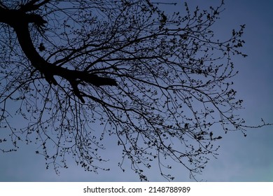 View of oak tree branches and night sky in the garden. Background. Wallpaper.