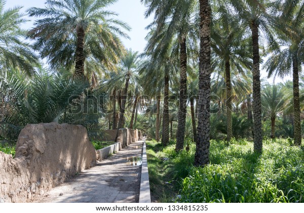 View Oasis Date Palms Stock Photo Edit Now 1334815235