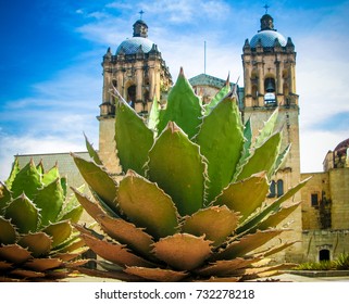 View To Oaxaca Cathedral With Agave Plant, Mexico