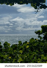 View of the ocean through the native plants and trees 