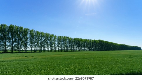 View to Oderbruch with huge trees on a field, Brandenburg, Germany
