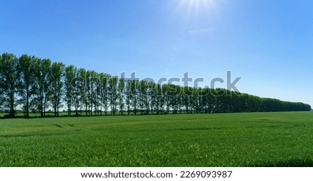 View to Oderbruch with huge trees on a field, Brandenburg, Germany