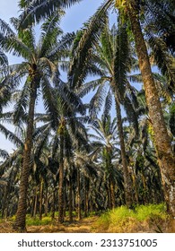 view of oil palm trees.  Panorama. - Shutterstock ID 2313751005