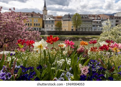 View of the old Austrian town of Villach in Carinthia, through colorful flowers, flowering trees and the Drau River
