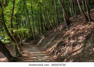 View of the old beech tree forest of Neanderthal in Germany