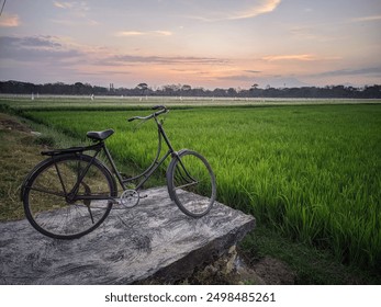 View of an old bicycle on the edge of rice field at dawn,location in Sukoharjo,Central java,Indonesia. - Powered by Shutterstock