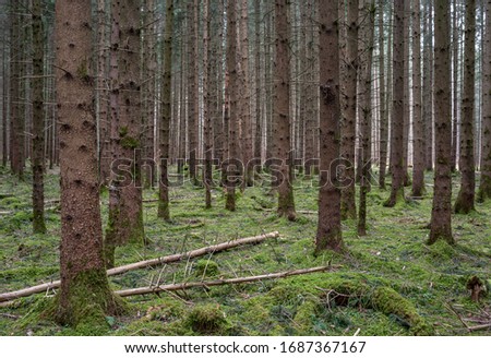 View of an old mossy forest with spruce trees in Bavaria Stock foto © 