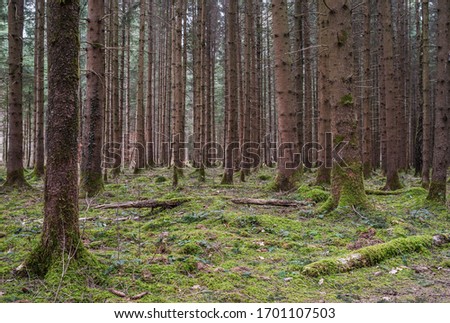 View of an old mossy forest with spruce trees in Bavaria Stock foto © 