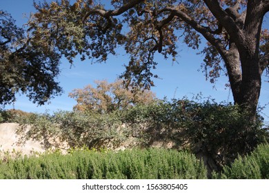 View Of An Old Plastered Wall With Rosemary In Front And Olive Trees And Oak Trees Behind, Blue Sky Above On A Warm California Autumn Day In November In The Wine Country