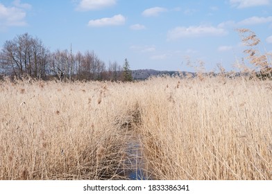 View Of Old Reed At The Lake Maisinger See In South Bavaria