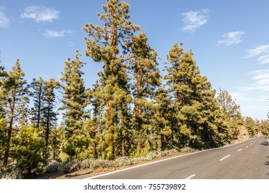 View of an old road on whose edges there are a lot of large pine trees