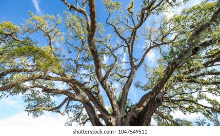 A View Of The Old Senator, A 600 Years Old Live Oak That Witnessed The Arrival Of Spaniards Led By Juan Ponce De Leon In St Augustine In 1513