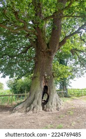 View Of Old Tree With Hollow Trunk Named Faerie Tree Along The Cotswolds Way, Near Stroud, UK