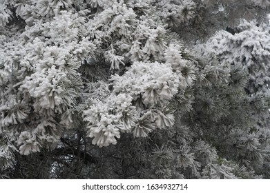 View of old tree trunk. This tree is called pine tree.