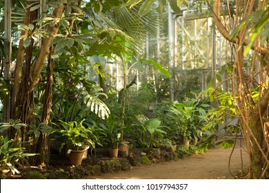 View of an old tropical greenhouse with evergreen plants, palms, lianas on a sunny day with beautiful light in St. Petersburg/  - Powered by Shutterstock