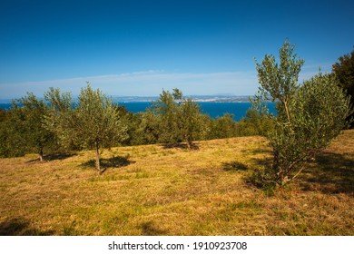 View Of Olive Groove Next To The Adriatic Sea In Strunjan, Slovenian Istria