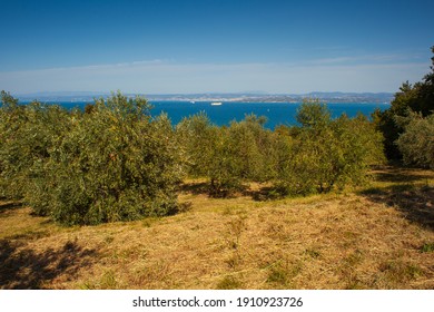 View Of Olive Groove Next To The Adriatic Sea In Strunjan, Slovenian Istria