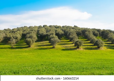 View Of An Olive Grove In The Lazio Countryside In Italy