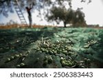 View of Olives harvest in Sicily countryside