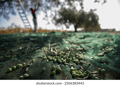 View of Olives harvest in Sicily countryside - Powered by Shutterstock