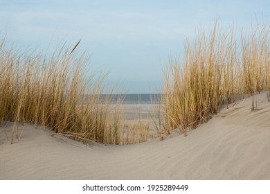 View on beach and sea between withered Marram grass growing on a dune top in winter - Powered by Shutterstock