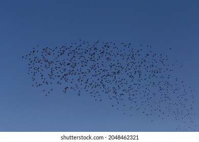 view on big flock of starlings flying in a blue sky