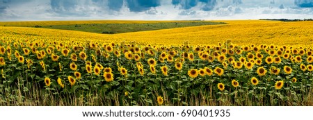 view on big Sunflowers field with clouds