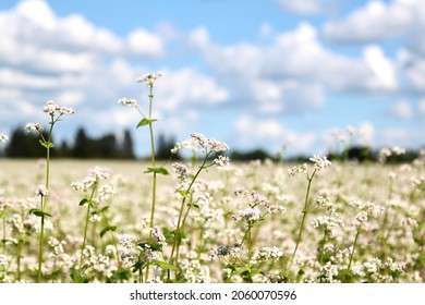 View on a blooming buckwheat field with white flowers. Selective focus. High quality photo