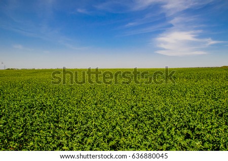 Similar – Image, Stock Photo colourful organic rape field with cornflowers and poppy seeds