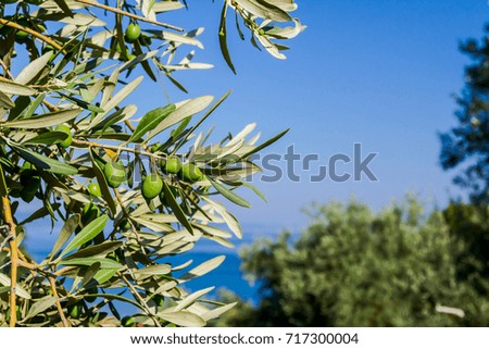 Similar – Image, Stock Photo Olive branch at the sea in Greece