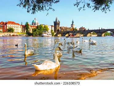 View on Charles bridge and Swans on Vltava river in Prague at sunset, Czech Republic