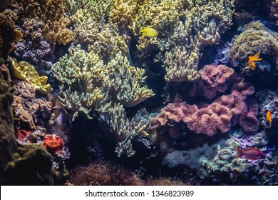 View on the different varieties of coral reef in aquarium - Shutterstock ID 1346823989