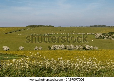 A view on Ditchling Beacon in Sussex, with hawthorn in bloom and cow parsley in the foreground
