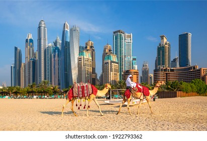 View on Dubai Marina, camels and famous Jumeirah beach in Dubai, United Arab Emirates
