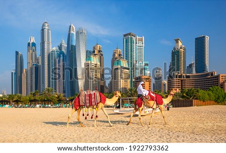 View on Dubai Marina, camels and famous Jumeirah beach in Dubai, United Arab Emirates