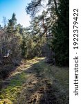 view on a forest path, nice green color and sunbeams, moss on the forest floor